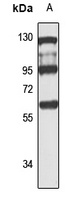 PLRG1 Rabbit Polyclonal Antibody