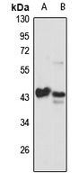 MA2 Rabbit Polyclonal Antibody
