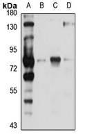 GCTM-2 Rabbit Polyclonal Antibody