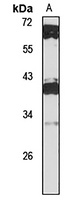 POU5F1B Rabbit Polyclonal Antibody
