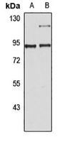 PGC1 alpha Antibody