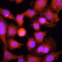 PGC1 alpha Antibody