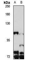 PGC-1-beta Antibody