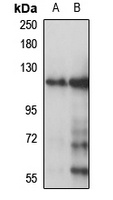 CYP Rabbit Polyclonal Antibody
