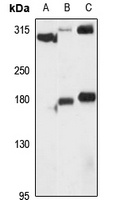 PRDM2 Rabbit Polyclonal Antibody