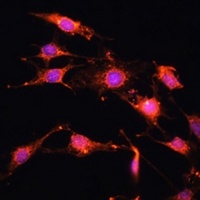 PRR5 Antibody