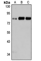 PSD2 Rabbit Polyclonal Antibody