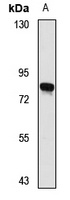 PTCD1 Rabbit Polyclonal Antibody