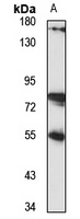 RABGGTA Rabbit Polyclonal Antibody