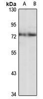 RANBP10 Rabbit Polyclonal Antibody