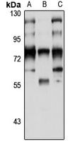 RanBP3 Antibody
