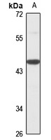 RCCD1 Antibody