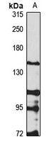 REV1 Rabbit Polyclonal Antibody