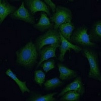 REXO2 Rabbit Polyclonal Antibody