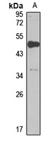 RFFL Rabbit Polyclonal Antibody