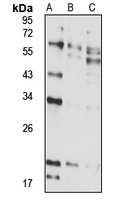 RFPL4A Rabbit Polyclonal Antibody