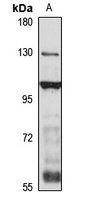 RFX1 Rabbit Polyclonal Antibody