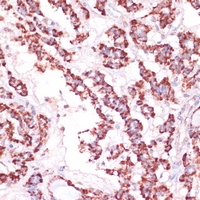 RPL24 Rabbit Polyclonal Antibody