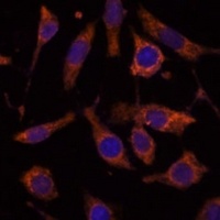 RPL24 Rabbit Polyclonal Antibody
