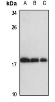 RPL27 Rabbit Polyclonal Antibody
