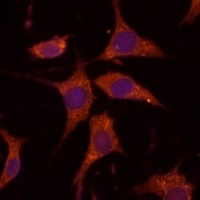 RPL27 Rabbit Polyclonal Antibody