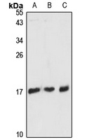 RPL36AL Rabbit Polyclonal Antibody