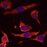 RPL36AL Rabbit Polyclonal Antibody