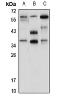 Rag A Rabbit Polyclonal Antibody
