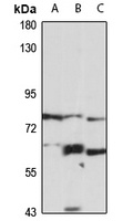 LGR7 Rabbit Polyclonal Antibody