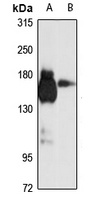 SEC31A Antibody