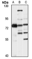 Shugoshin 1 Rabbit Polyclonal Antibody