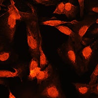 Shugoshin 1 Rabbit Polyclonal Antibody
