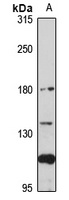 CD169 Rabbit Polyclonal Antibody