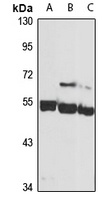 Siglec 9 Rabbit Polyclonal Antibody