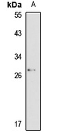 SLA2 Antibody