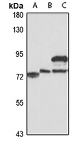 SLC13A4 Rabbit Polyclonal Antibody