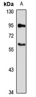 SLC19A1 Rabbit Polyclonal Antibody