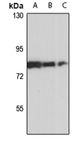 SLC34A2 Antibody