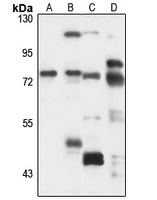 SLC37A2 Rabbit Polyclonal Antibody