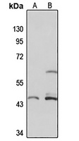 SLC37A4 Antibody