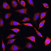 SLC39A8 Rabbit Polyclonal Antibody