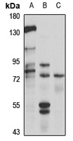 SLC44A4 Rabbit Polyclonal Antibody