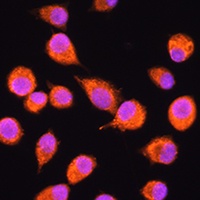 N-SMase3 Rabbit Polyclonal Antibody
