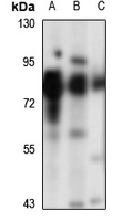 SNX9 Rabbit Polyclonal Antibody