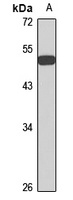 SOX1 Rabbit Polyclonal Antibody