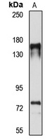 Cytospin-A Rabbit Polyclonal Antibody