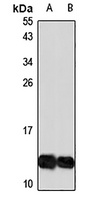 SPRR1A Rabbit Polyclonal Antibody