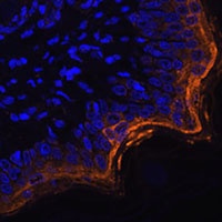 SPRR1A Rabbit Polyclonal Antibody