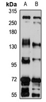STIL Rabbit Polyclonal Antibody