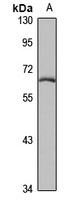 T-bet Rabbit Polyclonal Antibody